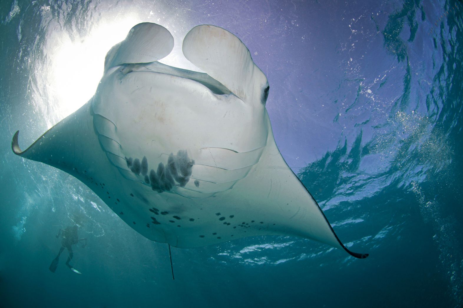 Facts About Manta Rays