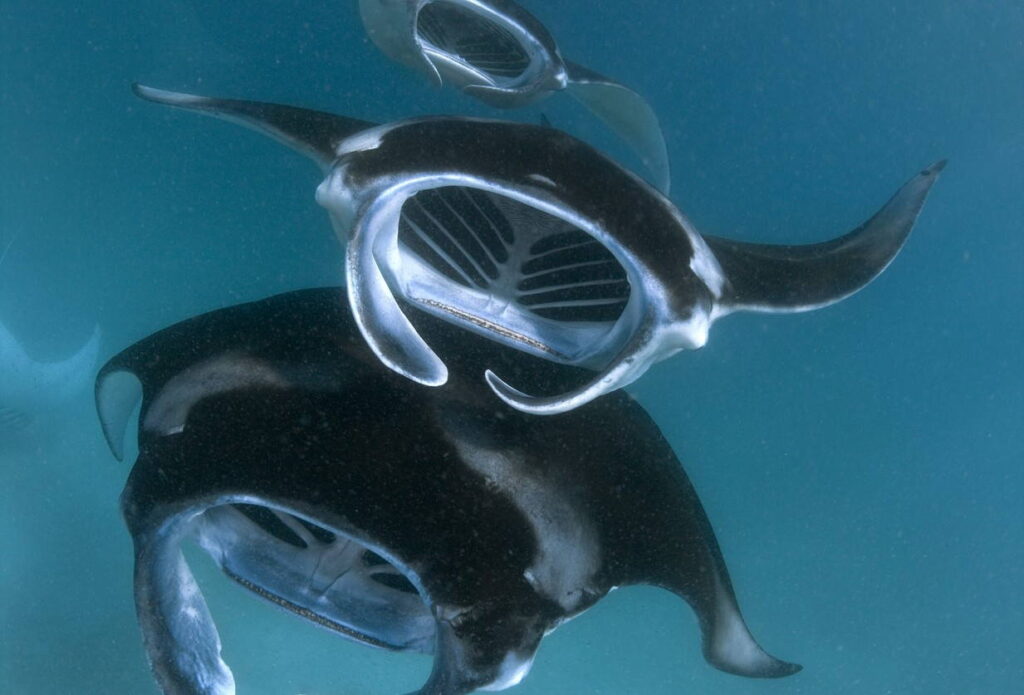 Manta ray migration season in the Indian Ocean islands