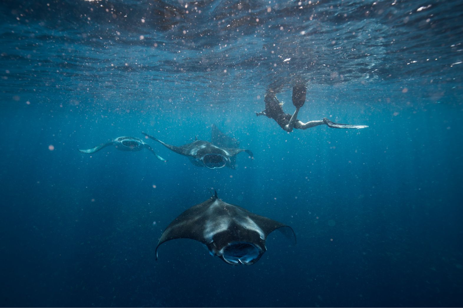 South Ari Atoll Manta Rays