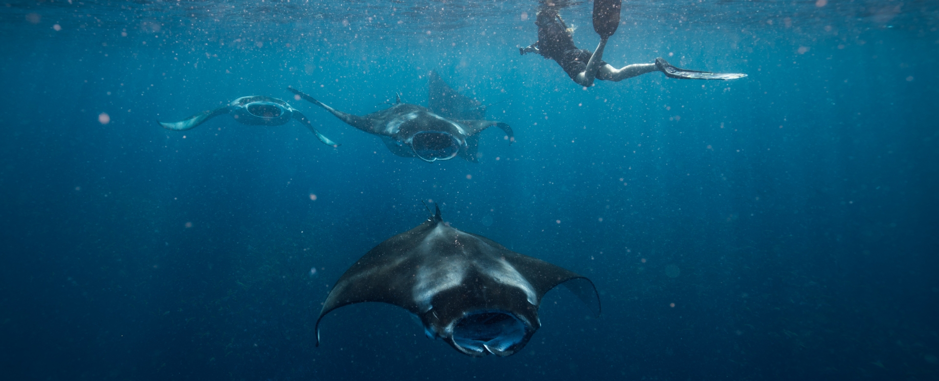 The Best Time to Watch Manta Rays