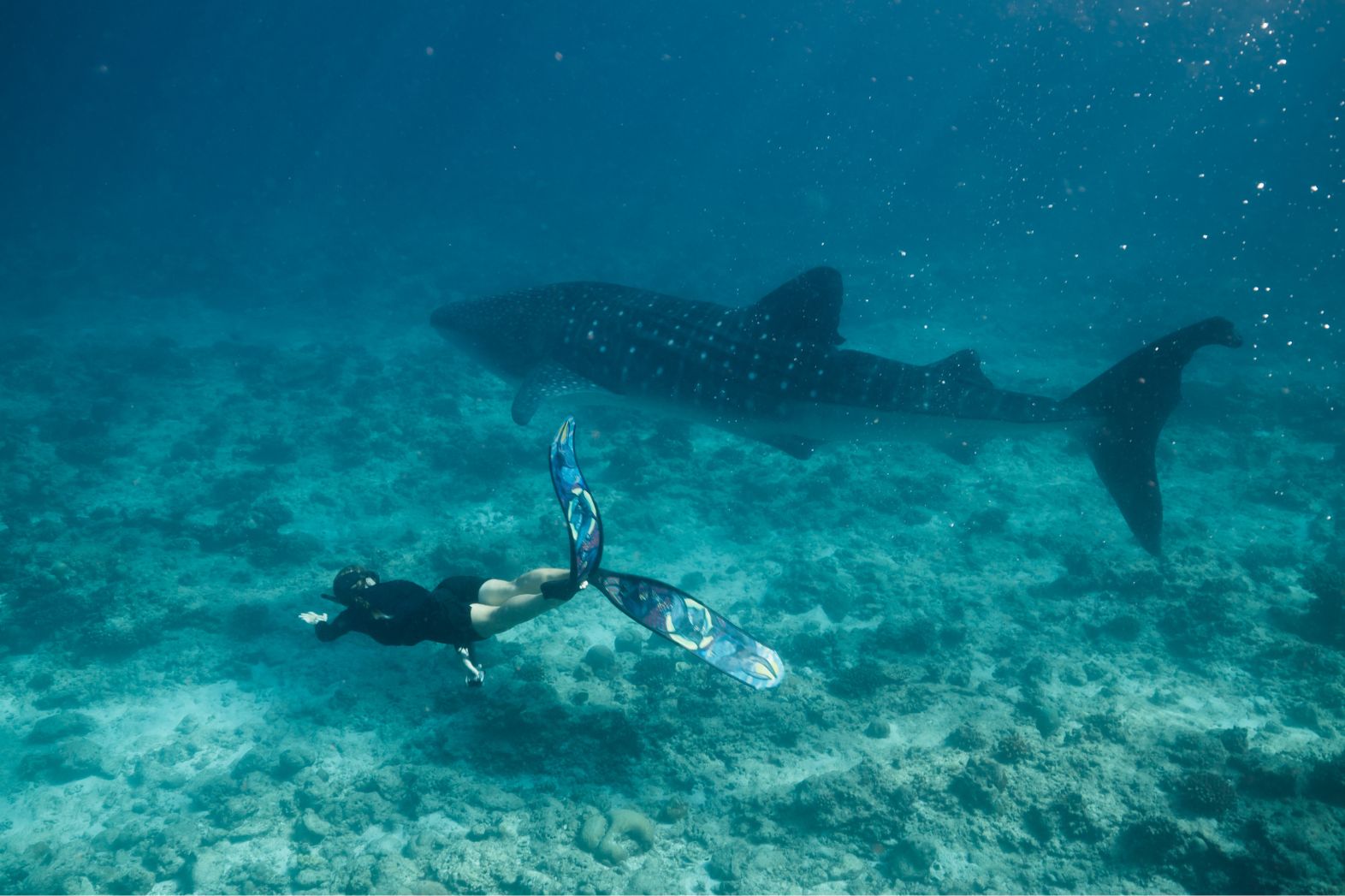 Whale shark excursions in South Ari Marine Protected Area