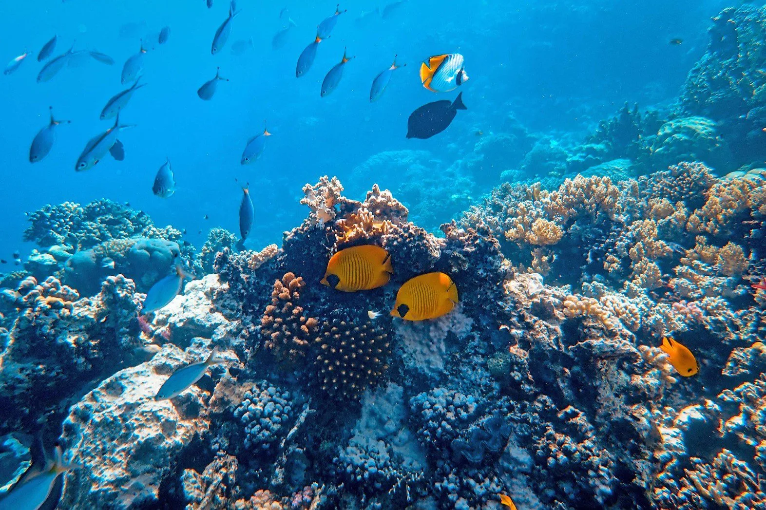 Top House Reefs In The Maldives