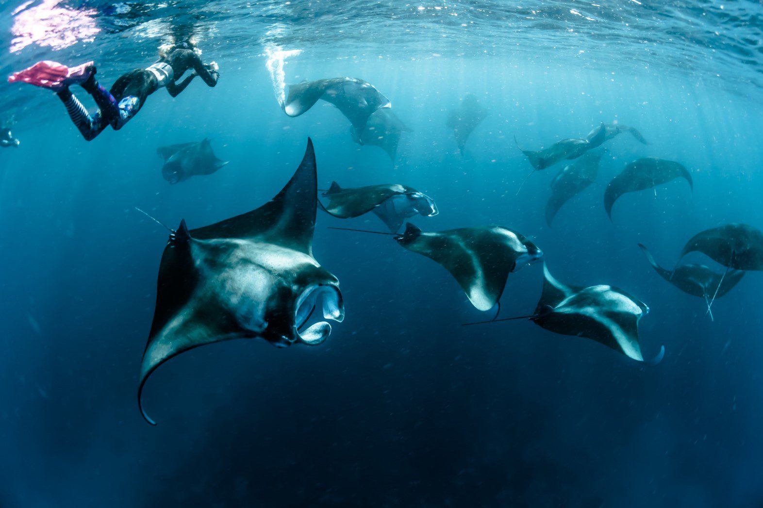 Experience the Underwater Wonders of Hanifaru Bay in the Maldives