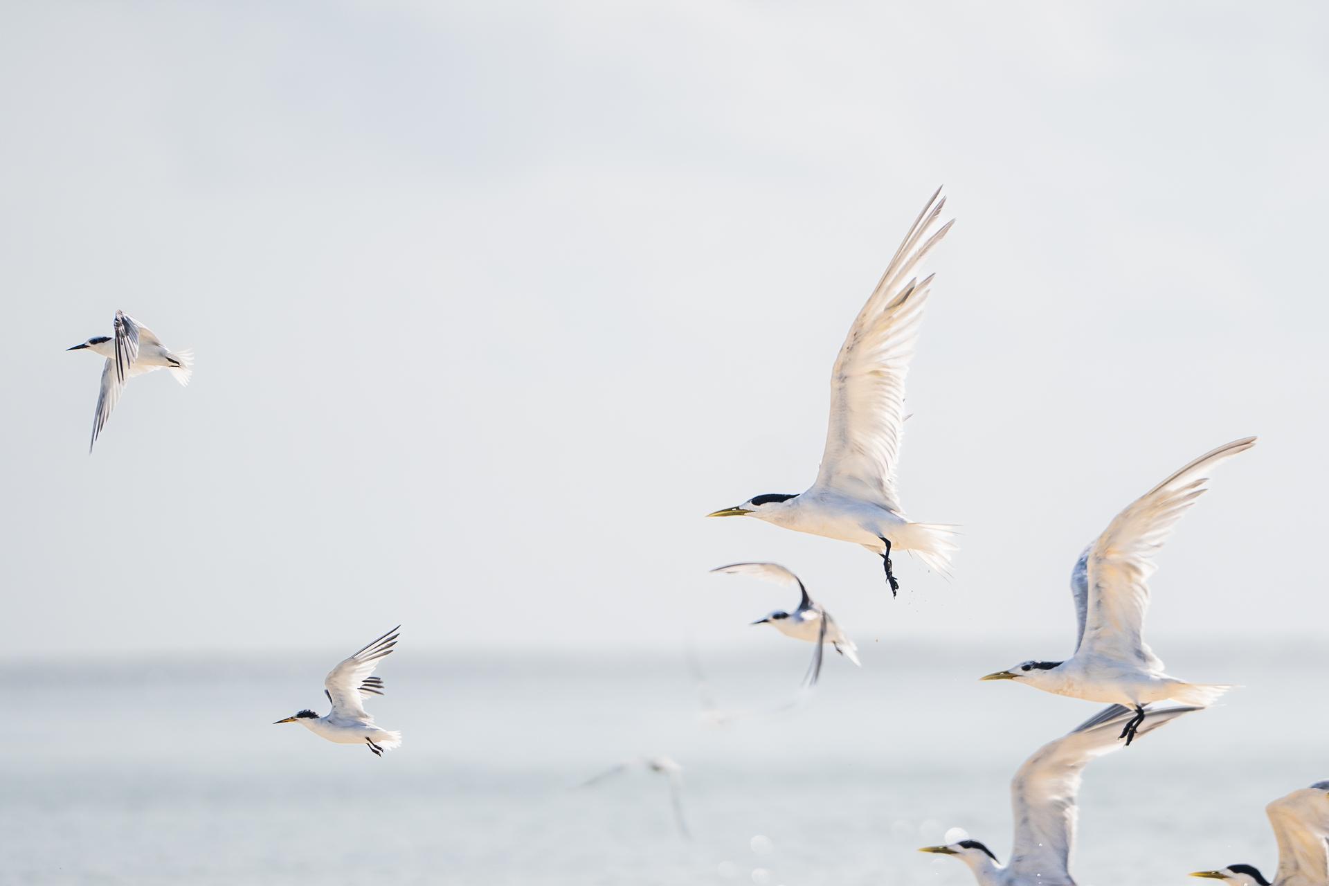 Birds Waldorf Astoria Platte Island