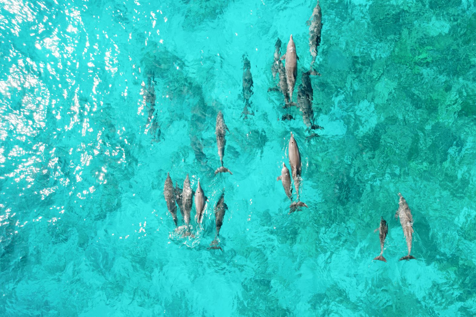 Cheval Blanc Seychelles dolphins