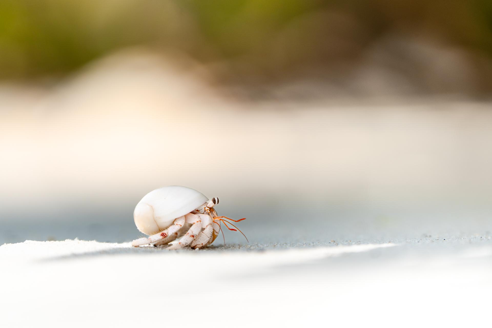 Coconut crab