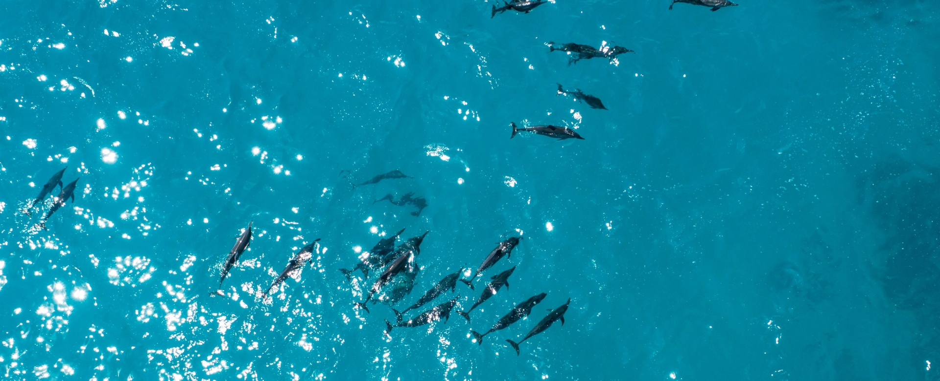 rah gili maldives dolphins 1