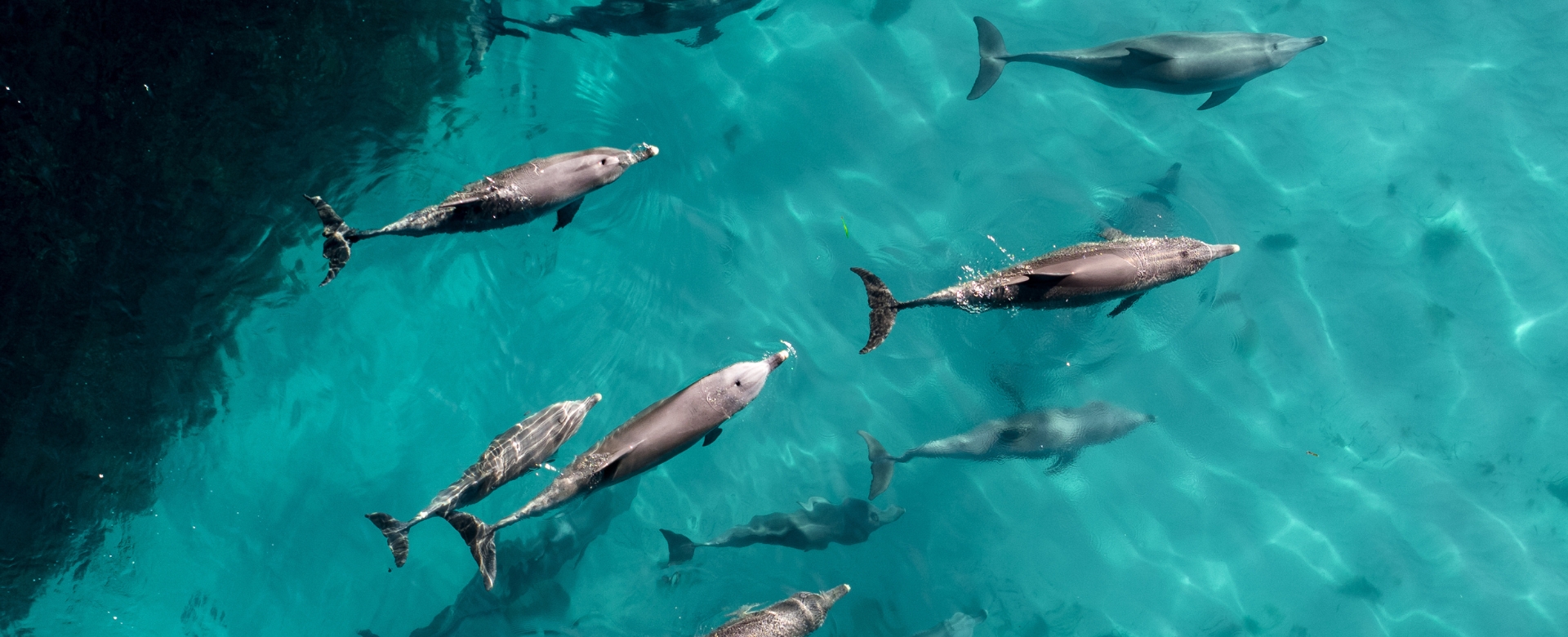 rah gili maldives dolphins