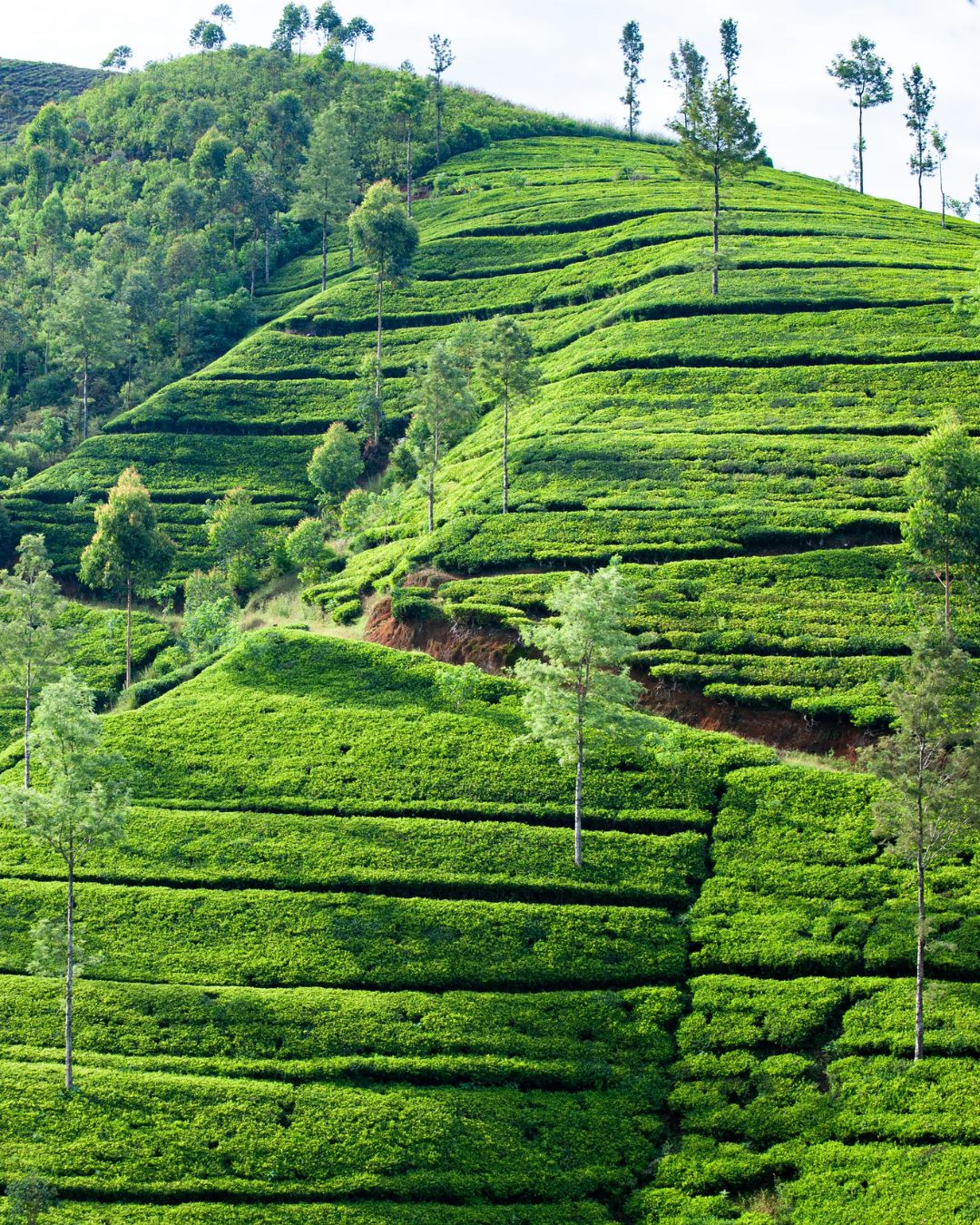 Dilmah Tea