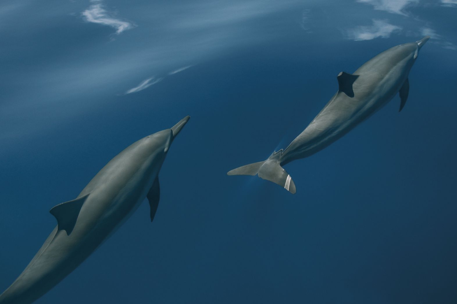 SonevaFushi-DolphinCruise