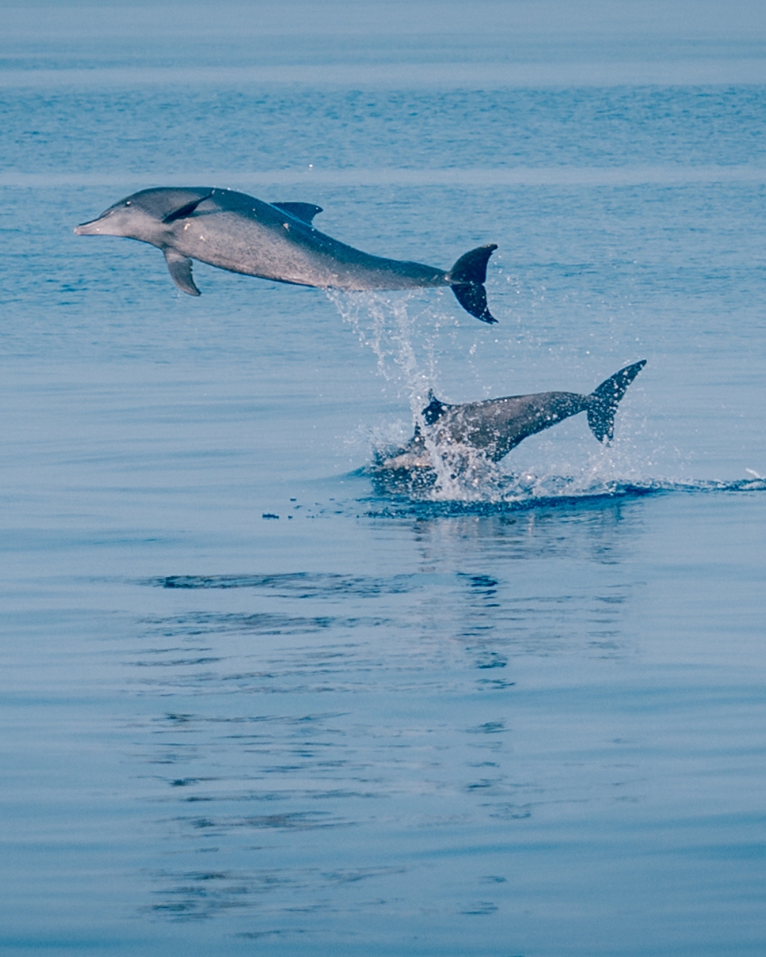 Beyond the Encounter Four Seasons and Dolphin Conservation