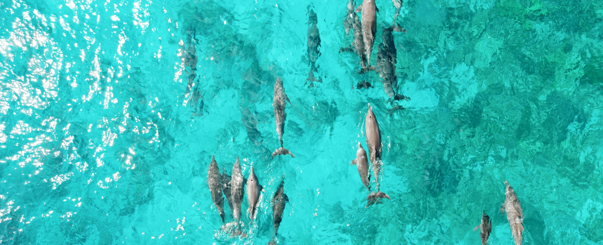 Dolphins in the Maldives Where to See Them and Why Their Protection Matters
