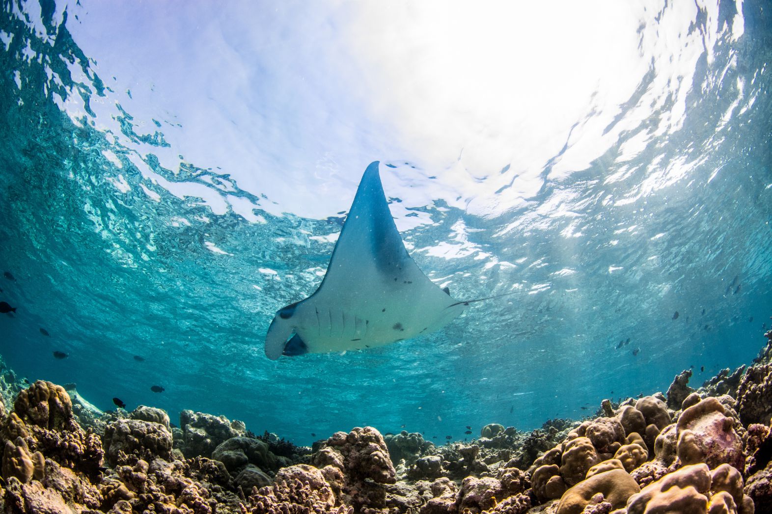 Manta Rays