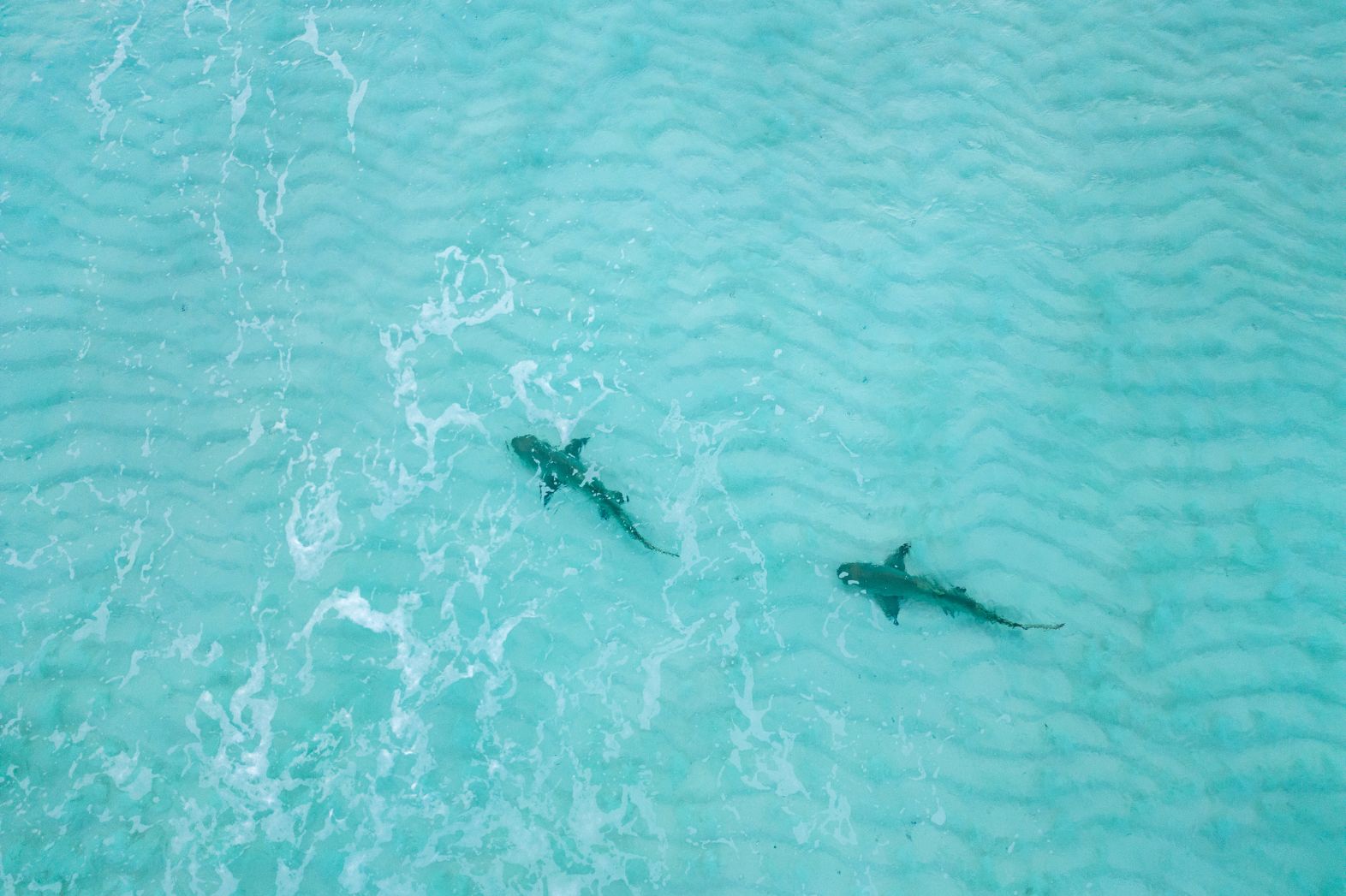 nurse sharks