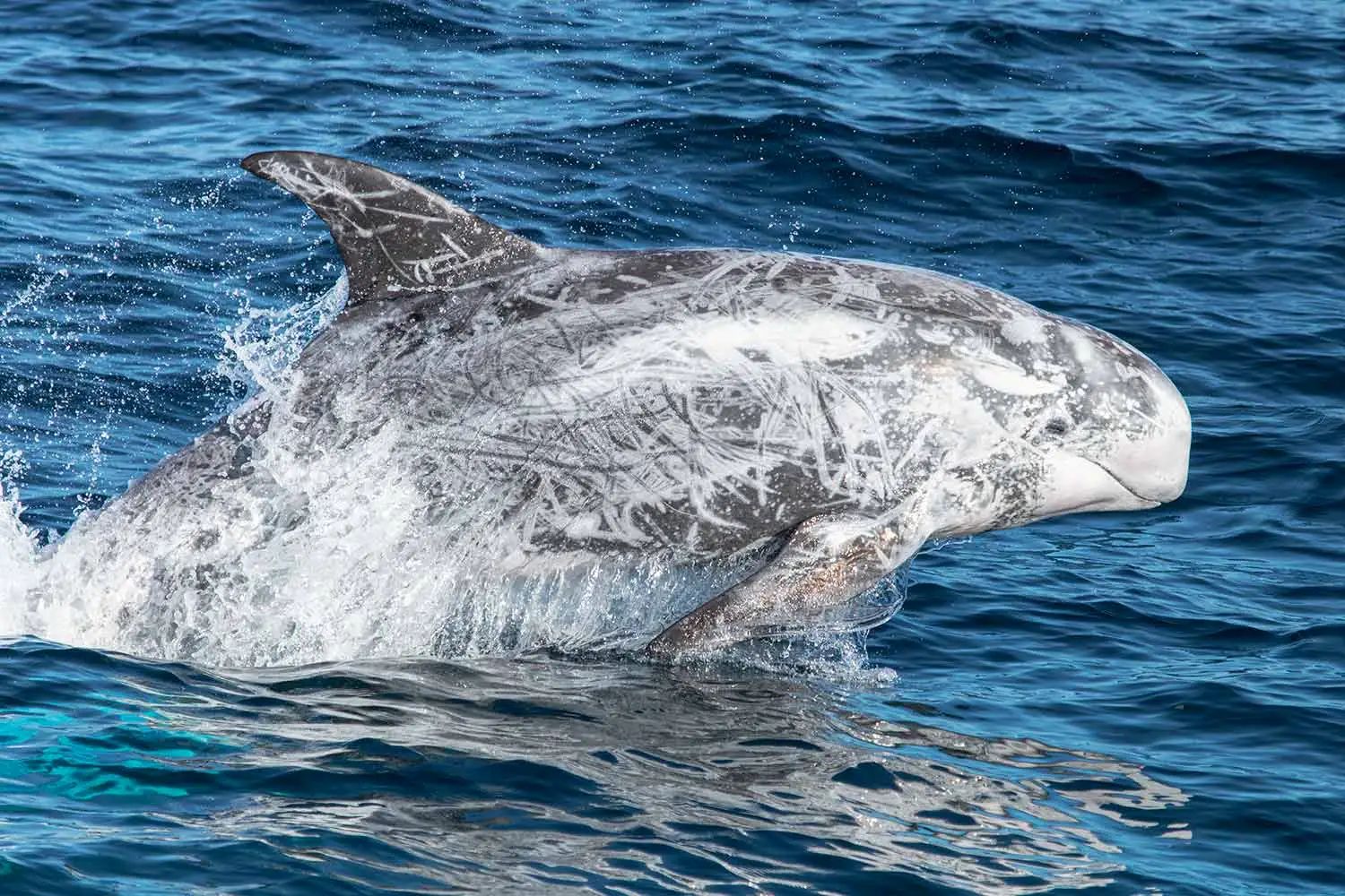 Risso's dolphin
