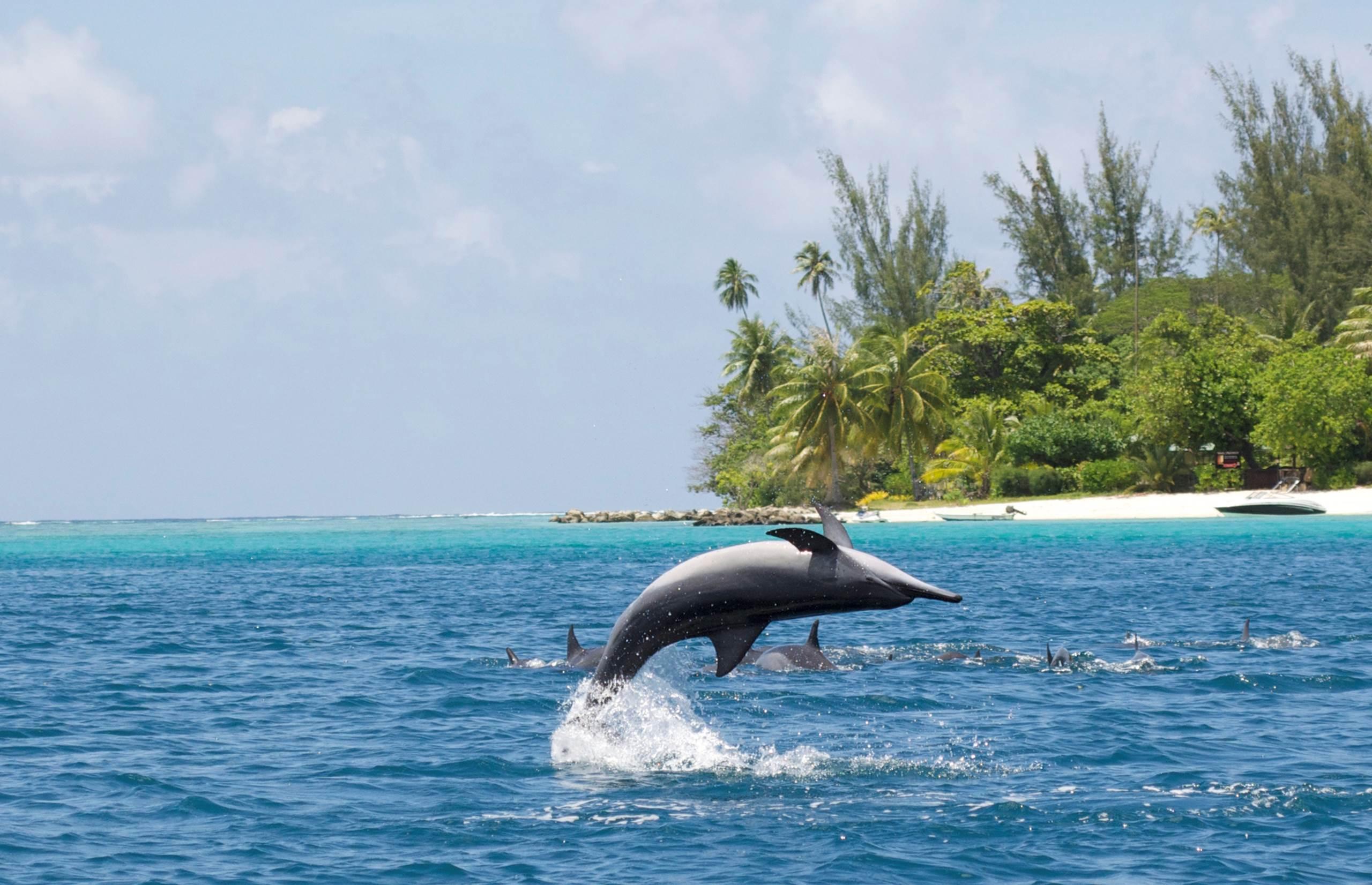 Spinner dolphin in the Maldives