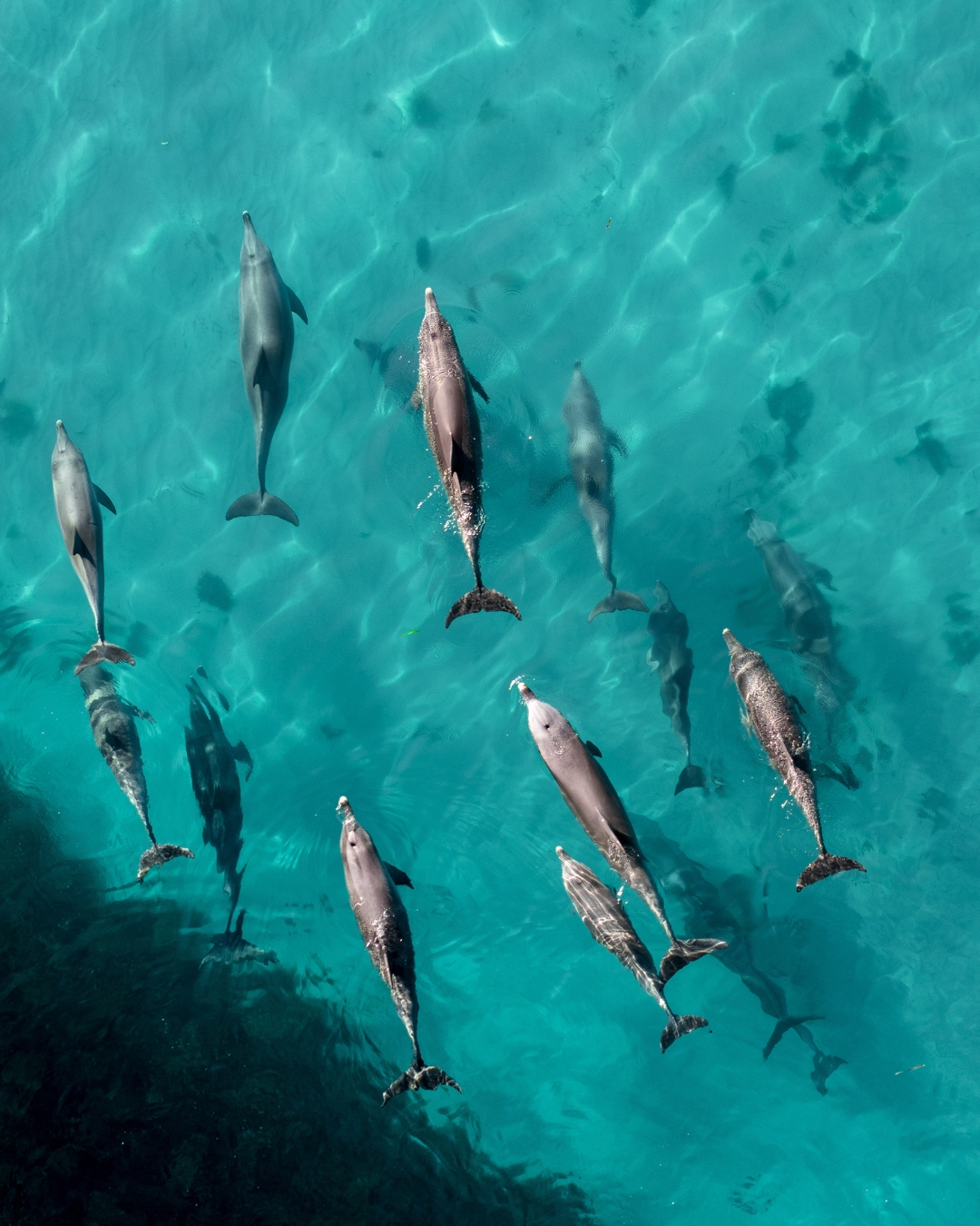 Where Can You See Dolphins in the Maldives