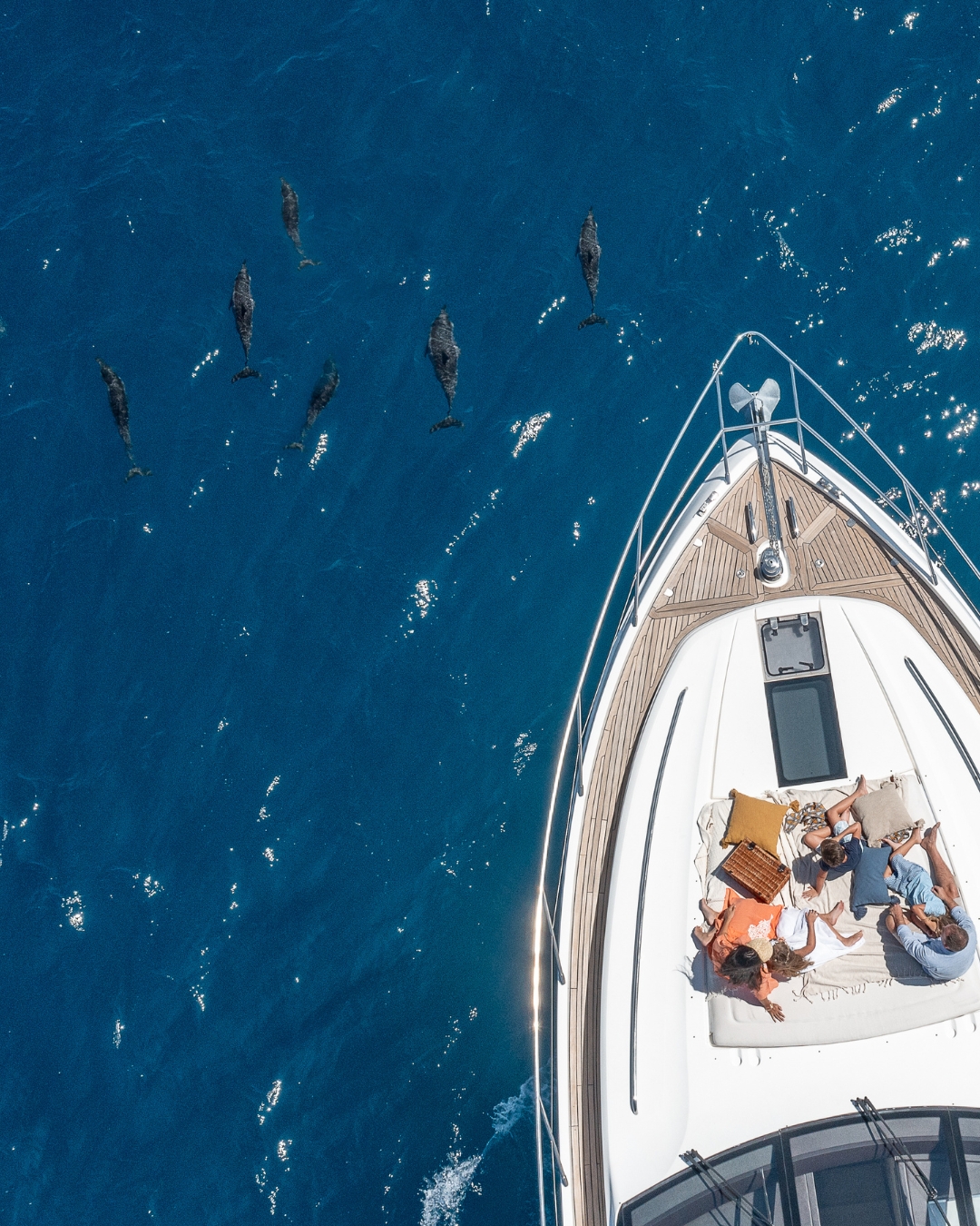 Why Responsible Dolphin Watching Matters